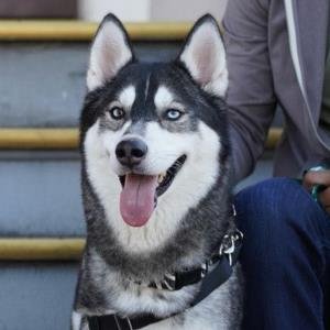 BUCKLEY - Siberian Husky available for adoption