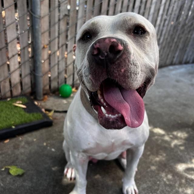 GISELLE - Pit Bull Terrier available for adoption