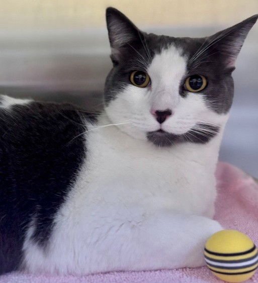 GEORGE - Domestic Short Hair available for adoption