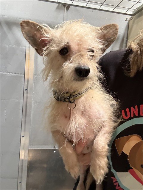 JACK DANIELS - Maltese available for adoption