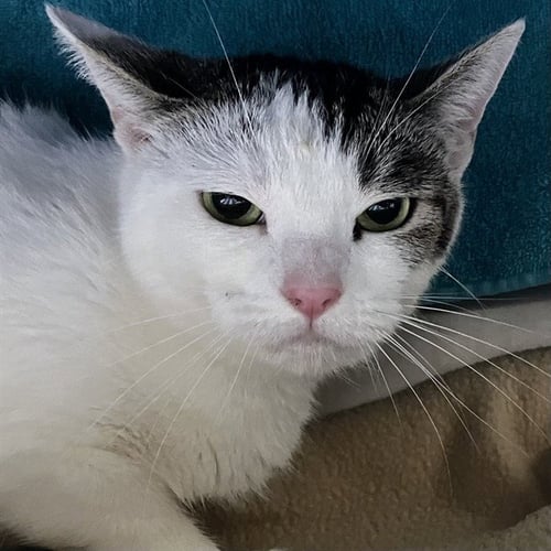 TOASTED MARSHMALLOW - Domestic Short Hair available for adoption