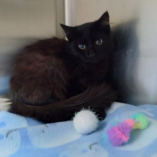MYSTERY - Domestic Short Hair available for adoption