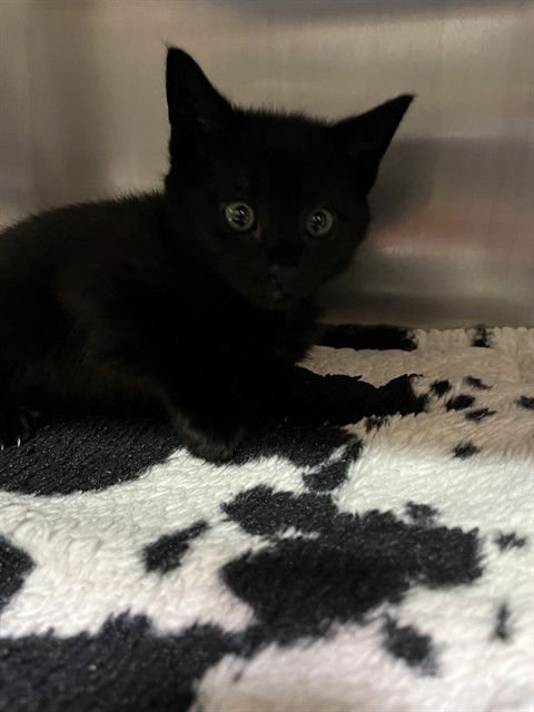 PEPIN - Domestic Medium Hair available for adoption