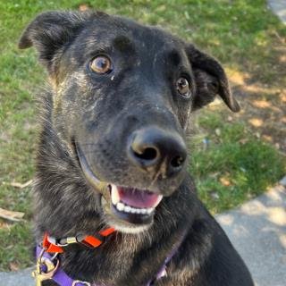 CALLIE - German Shepherd Dog for adoption in Oakland