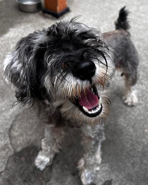 SAM - Schnauzer available for adoption