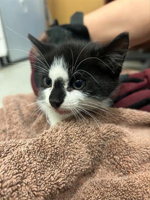 GOLD - Domestic Short Hair available for adoption