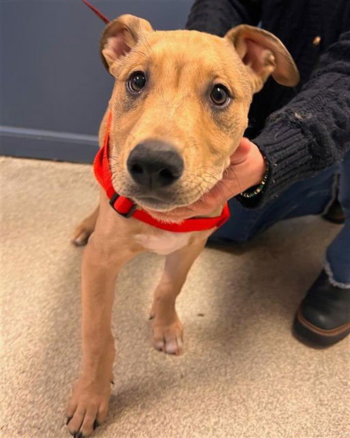 JUICE BOX - German Shepherd Dog available for adoption