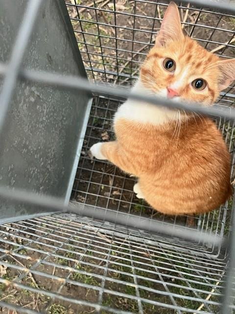 GEORGE FOREMAN - Domestic Short Hair available for adoption