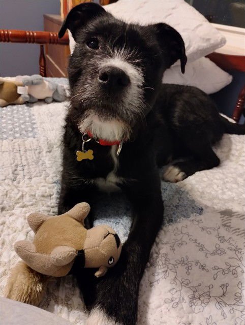 TILLY - Schnauzer available for adoption
