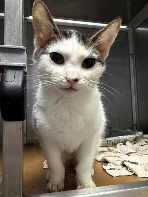 DESI - Domestic Short Hair available for adoption