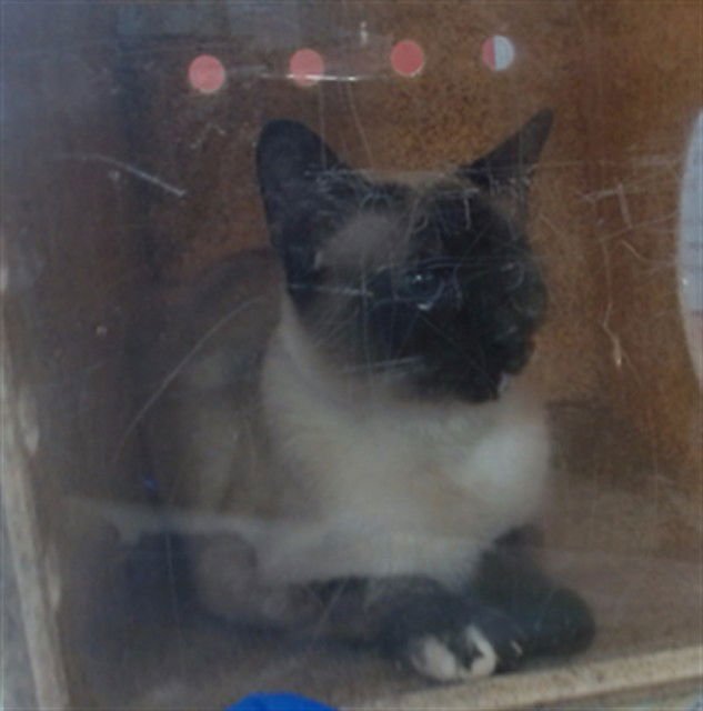 PICKLES - Domestic Short Hair available for adoption