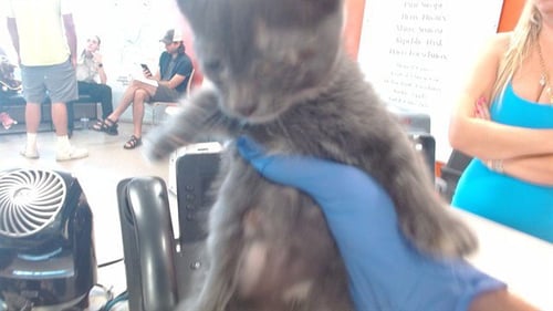 MEWNICIPAL TRANSIT - Domestic Short Hair available for adoption