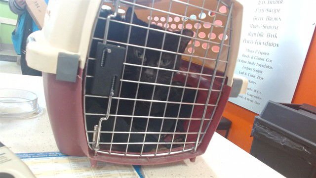 SHANDI - Domestic Short Hair available for adoption