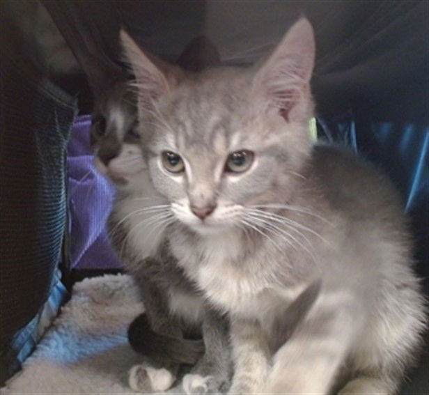 A794969 - Domestic Short Hair available for adoption