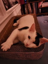 KANAN - Photo 1
