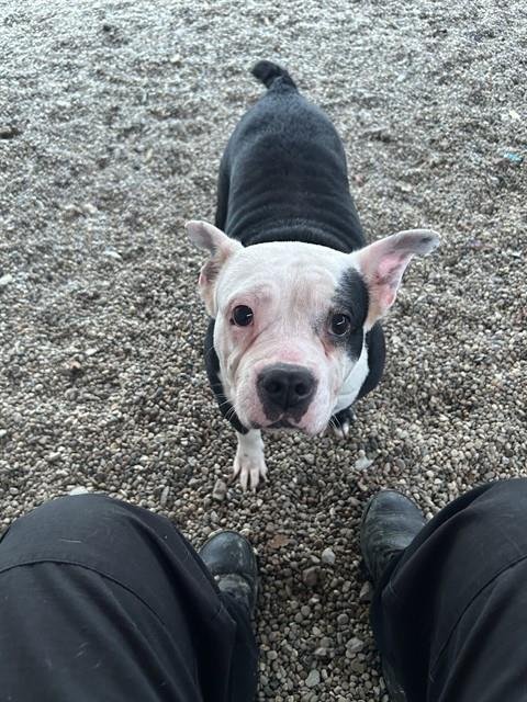 TUTU - Pit Bull Terrier available for adoption