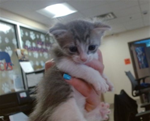 ENDORA - Domestic Short Hair available for adoption