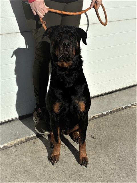ROZY - Rottweiler available for adoption