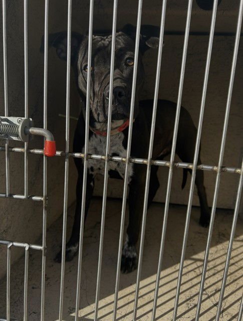 KIRBY'S DREAMLAND - Pit Bull Terrier available for adoption