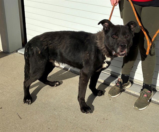 KING - German Shepherd Dog / American Pit Bull Terrier available for adoption