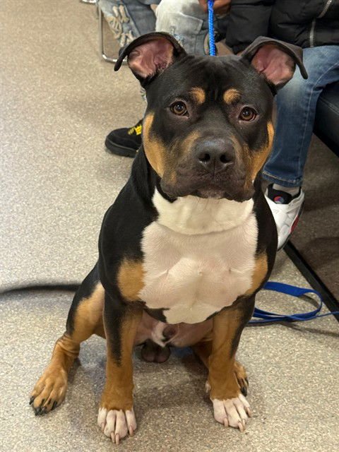 FIX IT FELIX - Pit Bull Terrier available for adoption