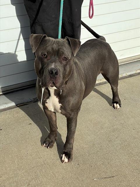 BROSEPH - Staffordshire Bull Terrier available for adoption