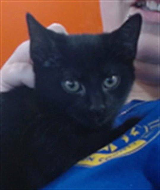 PEONY - Domestic Short Hair available for adoption