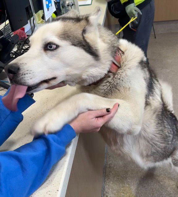 BLAZING HEART - Husky available for adoption