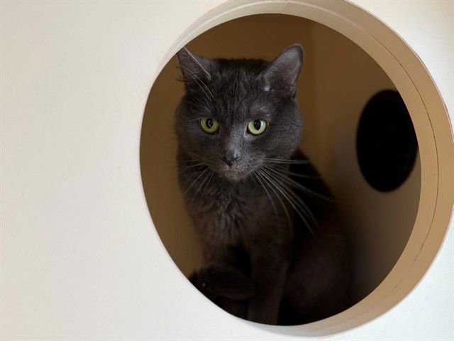 EMMRICH - Domestic Short Hair available for adoption