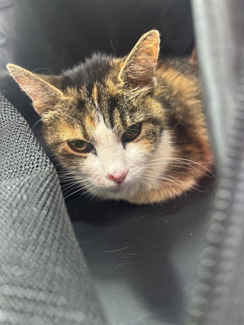 PATIENCE - Domestic Short Hair available for adoption