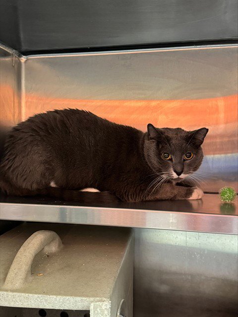 POLYWOG - Domestic Short Hair available for adoption