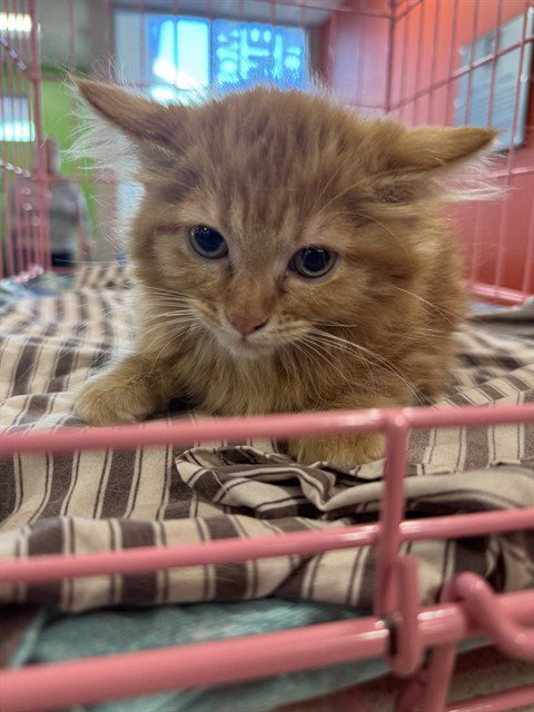 COUNT SCRATCHULA - Domestic Medium Hair available for adoption