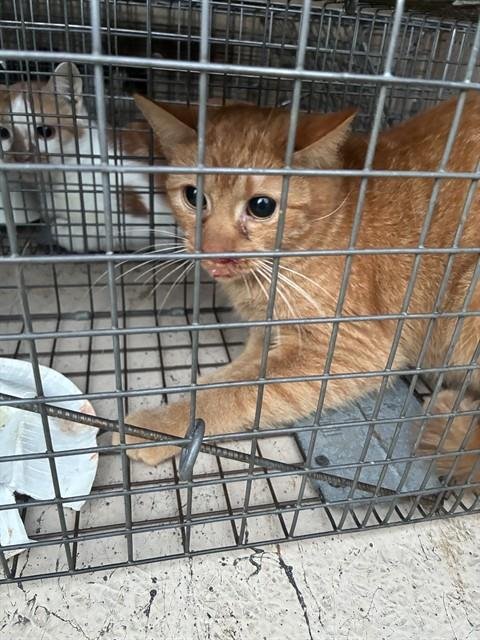 TOULOUSE - Domestic Short Hair available for adoption