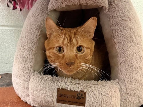 TOULOUSE - Domestic Short Hair available for adoption