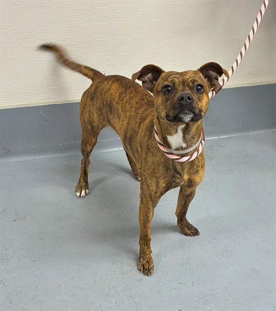 CHARLATTE - Chihuahua available for adoption