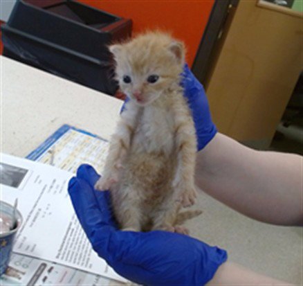 PUMPKIN - Domestic Short Hair available for adoption