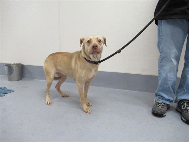 CRISS CROSS APPLESAUCE - Labrador Retriever / Chihuahua available for adoption