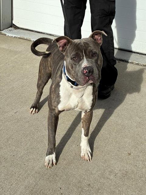 MAIN CHARACTER - Pit Bull Terrier available for adoption