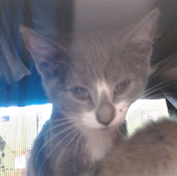 TULLEY - Domestic Short Hair available for adoption