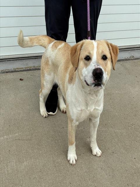 OUTLOOK - Labrador Retriever / Australian Cattle Dog/Blue Heeler available for adoption