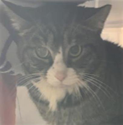 GRIMACE SCALE - Domestic Short Hair available for adoption