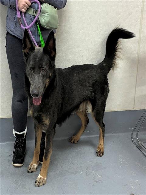 ROCKO - German Shepherd Dog available for adoption