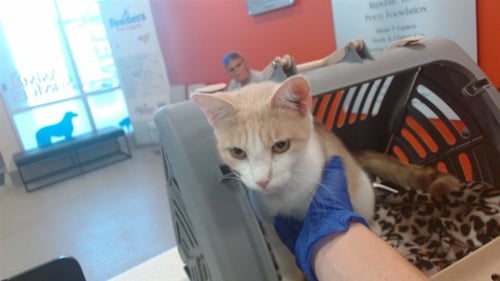 A799380 - Domestic Short Hair available for adoption