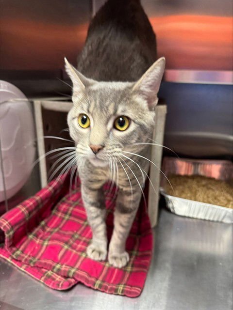 A795129 - Domestic Short Hair available for adoption