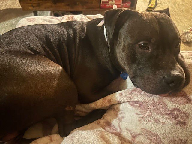 ALLEGRO - American Staffordshire Terrier available for adoption