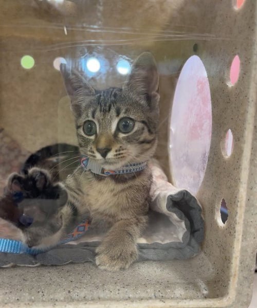 A800304 - Domestic Short Hair available for adoption