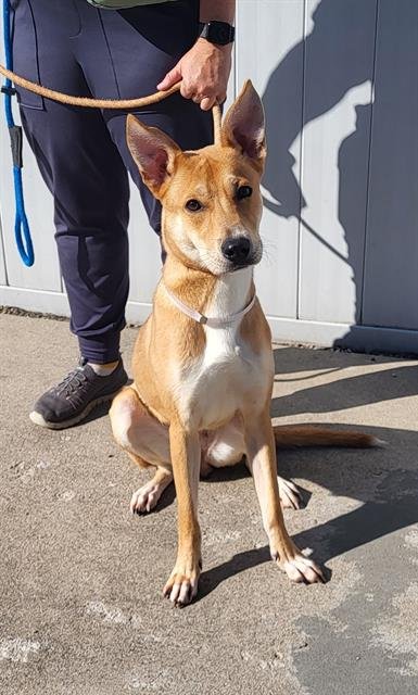 PURDY PANDA - Shiba Inu available for adoption