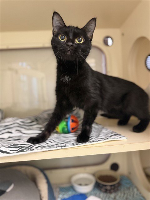 MARION CRANE - Domestic Short Hair available for adoption