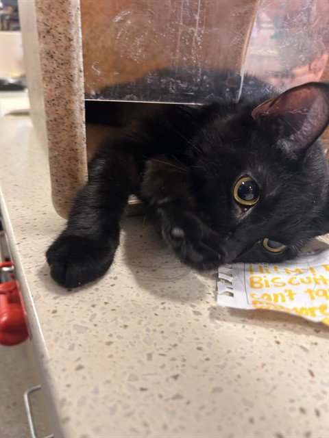 MARION CRANE - Domestic Short Hair available for adoption