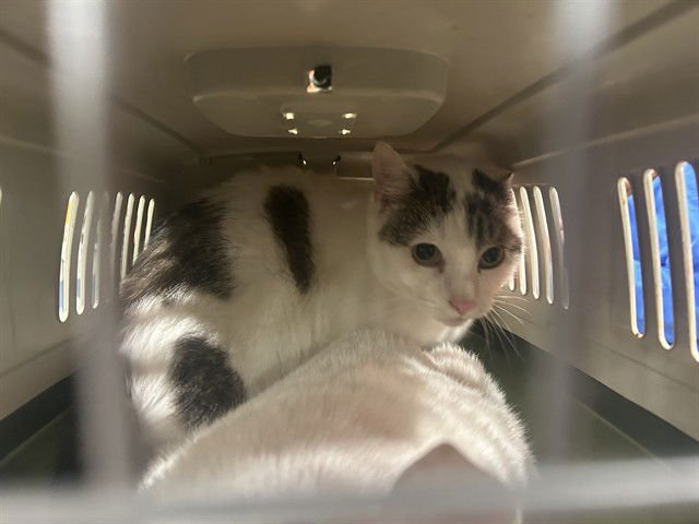 ALEX - Domestic Short Hair available for adoption